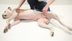 How to take your dog's pulse