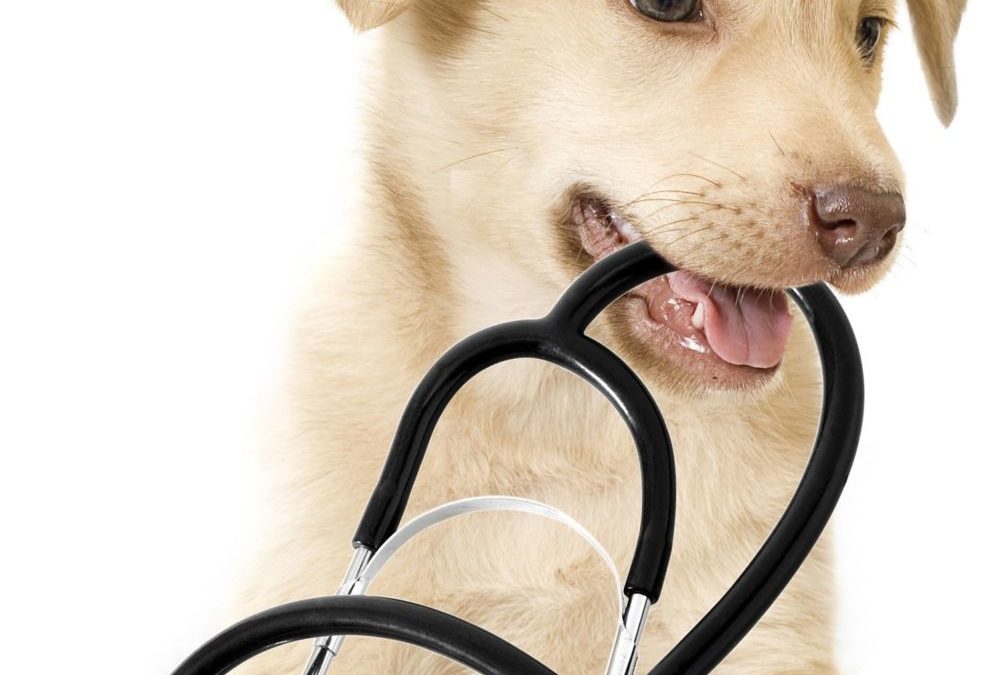 Firstaidforpets.net