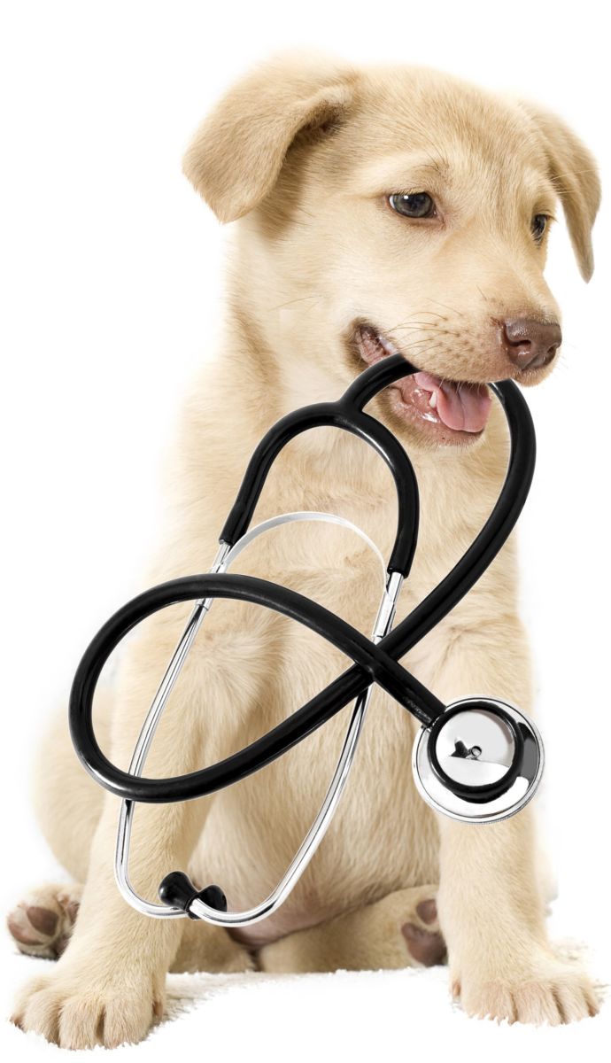 Firstaidforpets.net