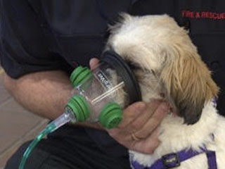 How to get the best emergency help from your vet if your pet is unwell