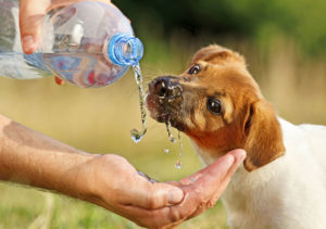 How to help a hot dog!