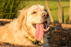 Heat Stroke - hundreds of people ignore distressed dog in a scorching car