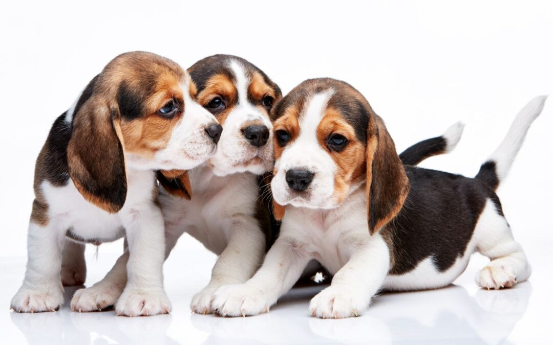 What to do if your Pet is having a Nose Bleed