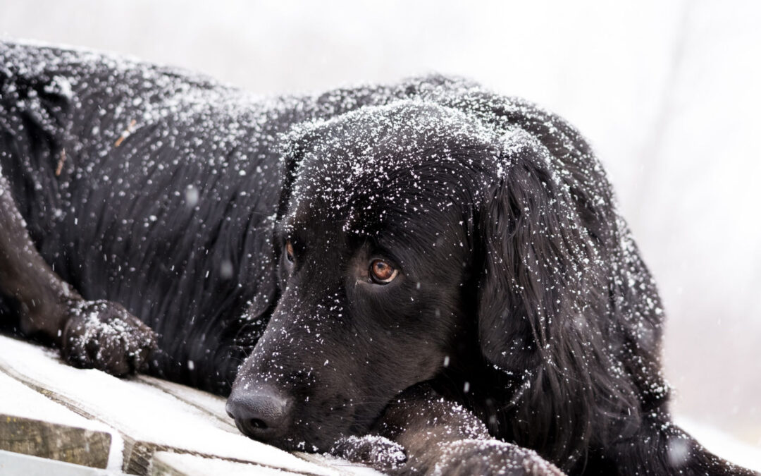 Winter Risks for Pets: Antifreeze and Rock Salt