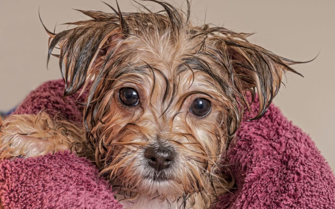 Look After your Dog this Winter
