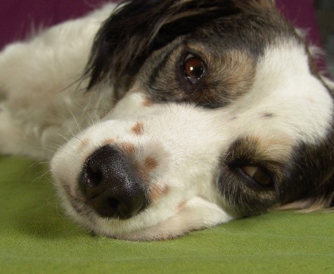 Five signs your dog might be having a stroke and how to help