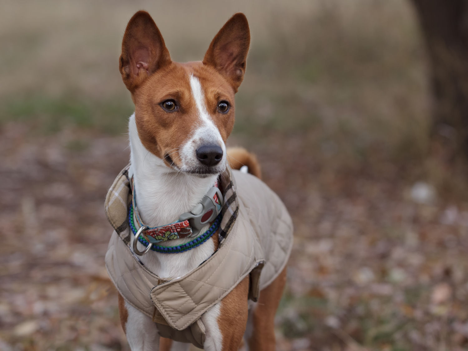 Look After your Dog this Winter