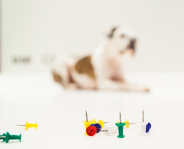 Thorn in Paw/Embedded Objects – How to Help