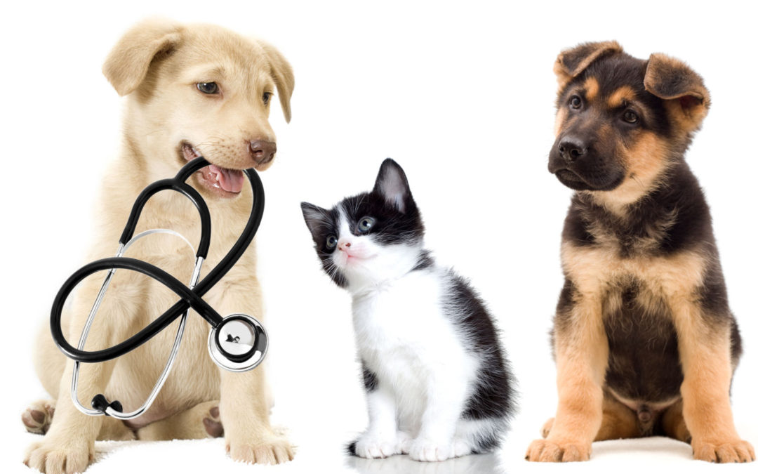 15 indicators that your pet should see a vet!