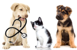 15 indicators that your pet should see a vet!