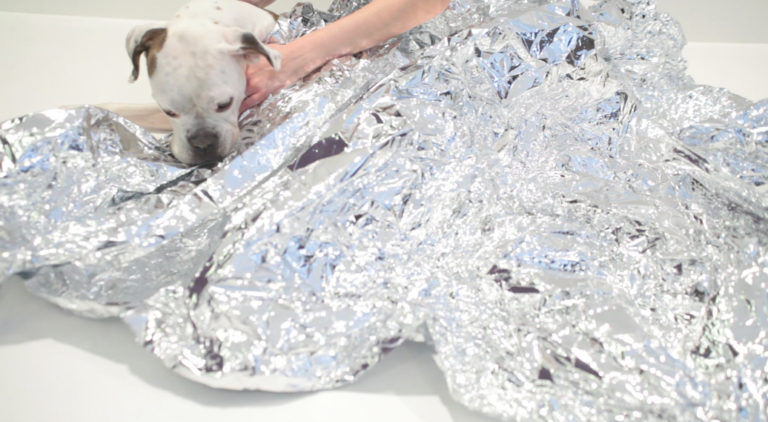 How to help a dog in shock - First Aid for Pets