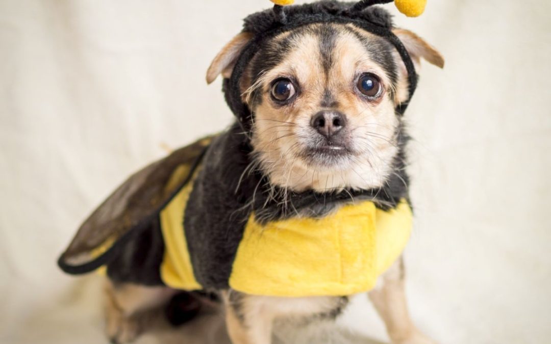 Bee/Wasp Stings and Flea Bites