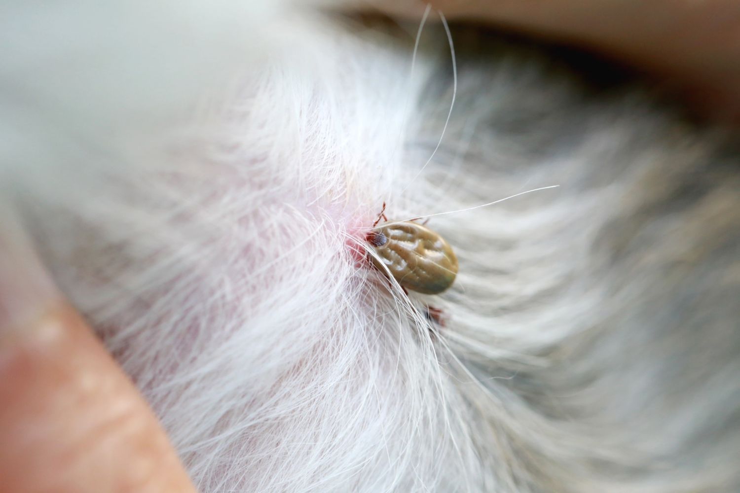 what do ticks bites look like on dogs