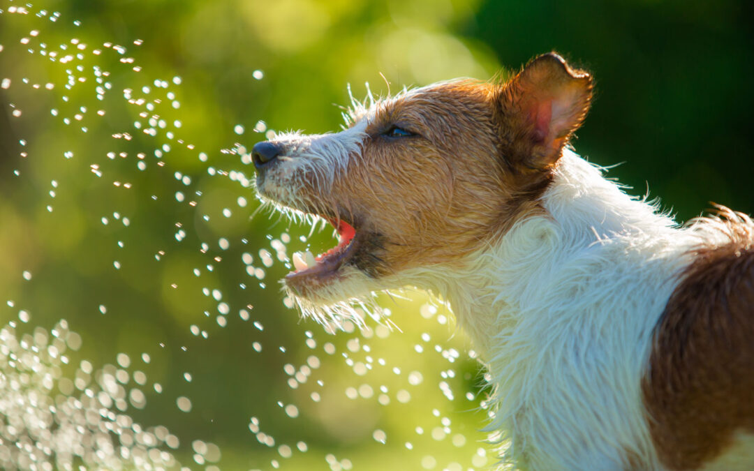 Heat Exhaustion
