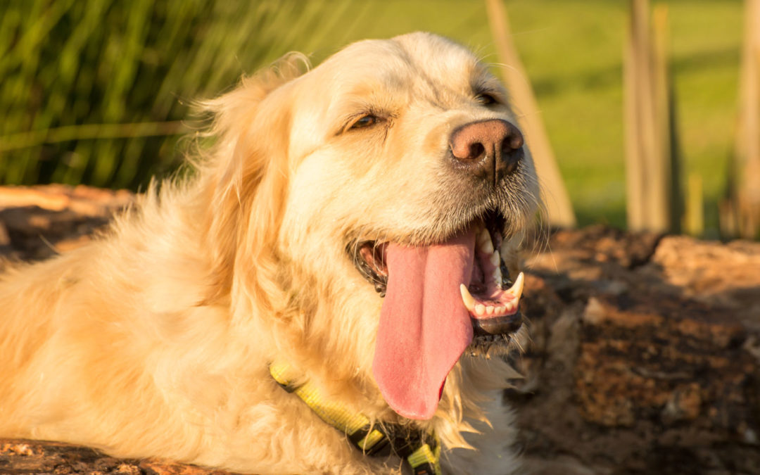 Heat Stroke – hundreds of people ignore distressed dog in a scorching car