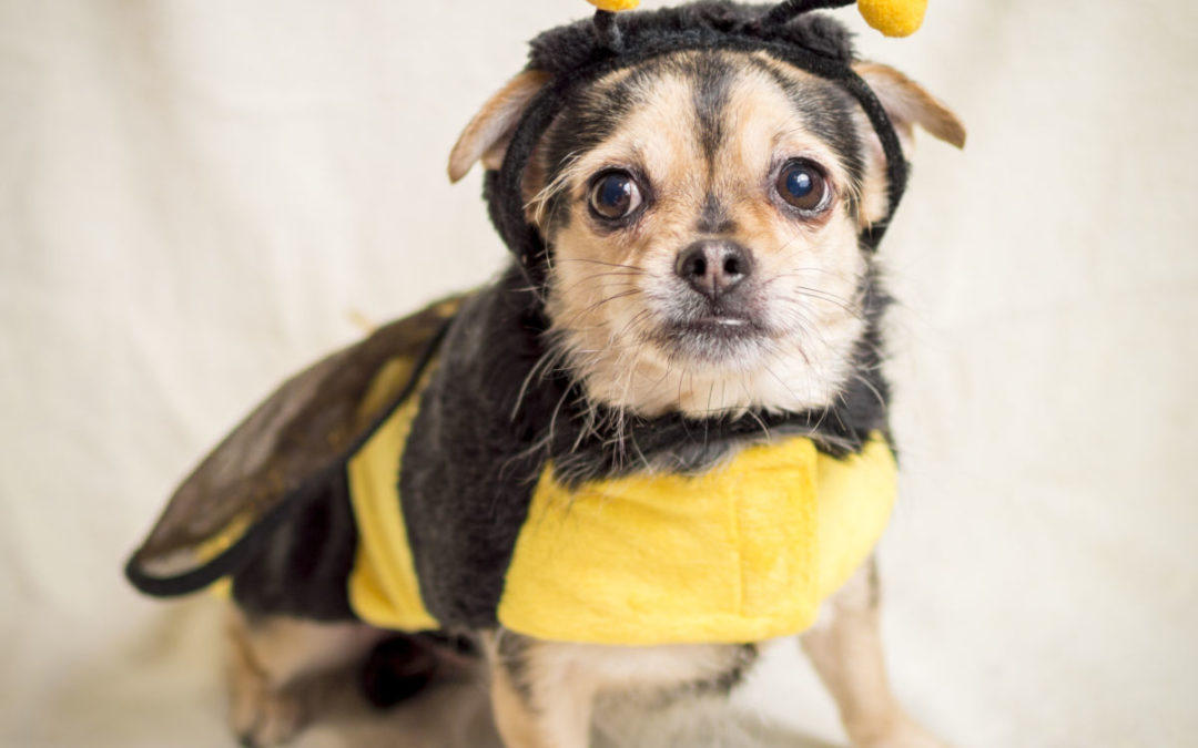 Halloween Safety- Keeping your pets safe from chocolate poisoning