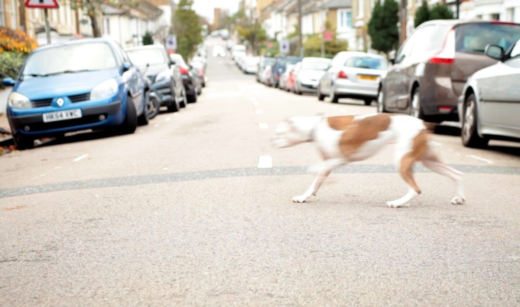 How to Help Your Dog in a Road Traffic Accident - First Aid for Pets