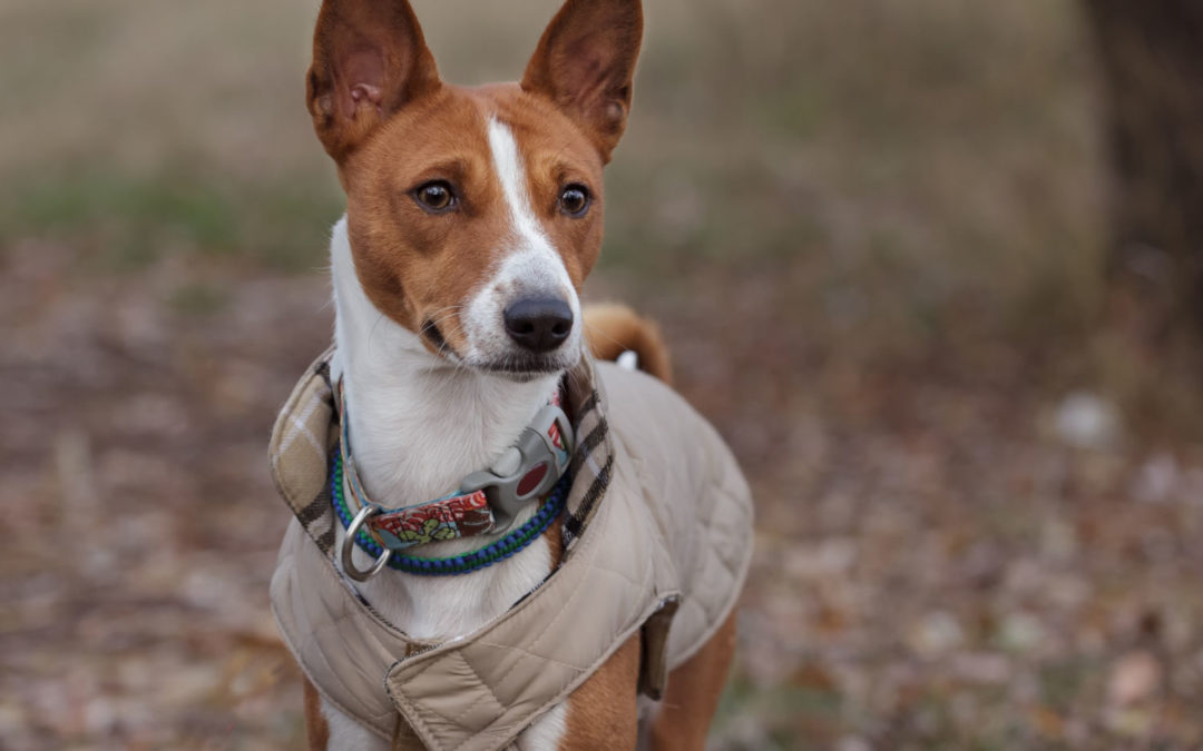 Hypothermia – how to recognise it and what to do