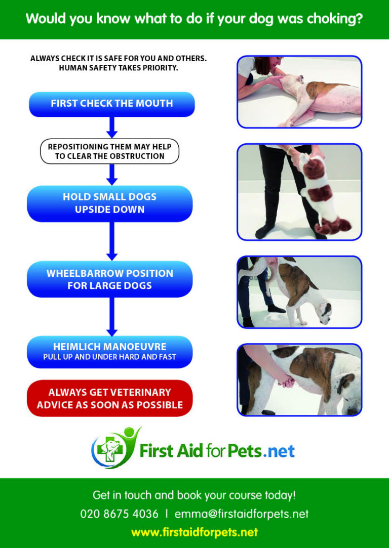 Picture of How to help a choking dog - First Aid for Pets
