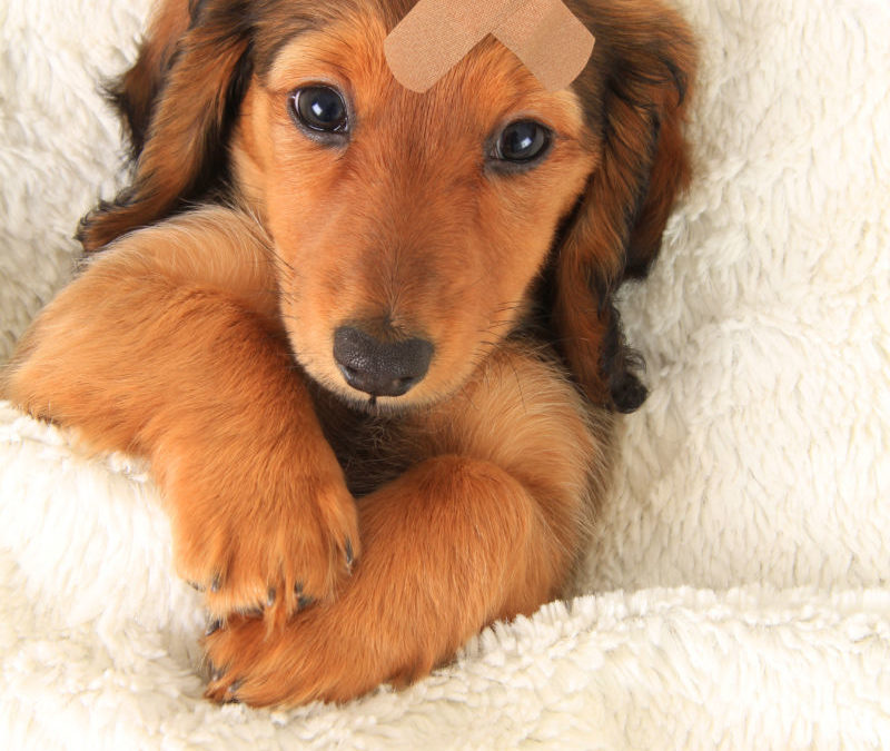 Why learning first aid for your dog is so important
