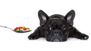 medicating your dog, top tips