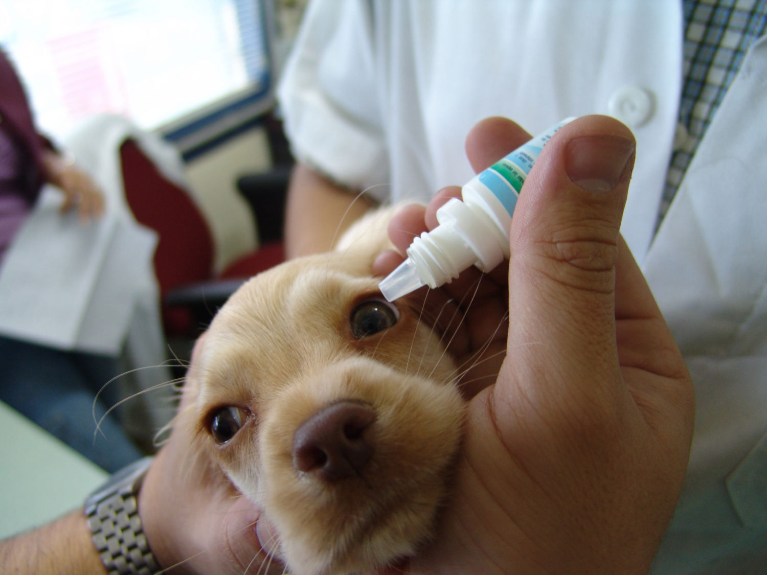 Dog being given eye drops