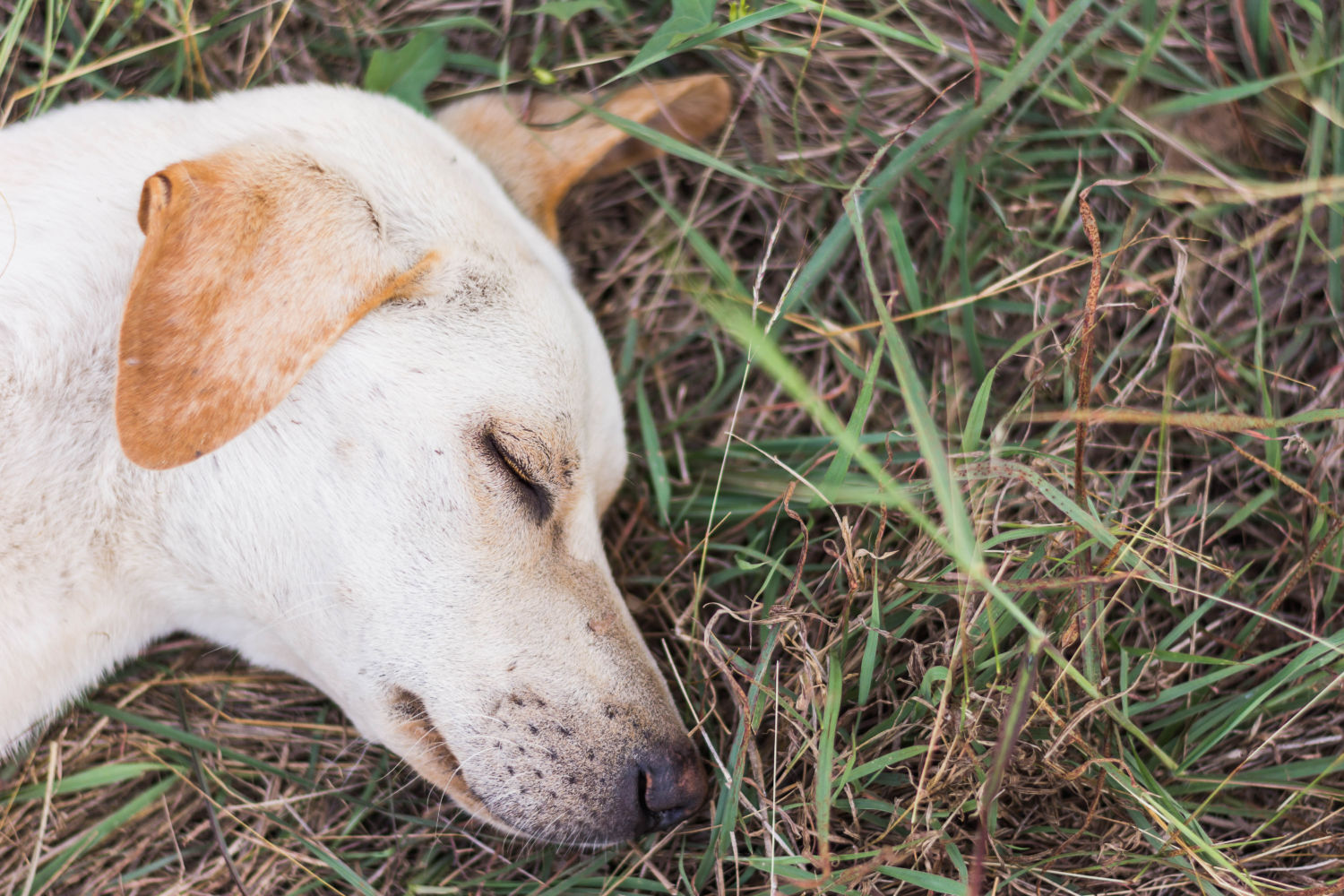 how do you check a dogs heart rate