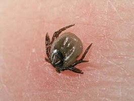 Ticks and Lyme disease – be careful when walking your dog