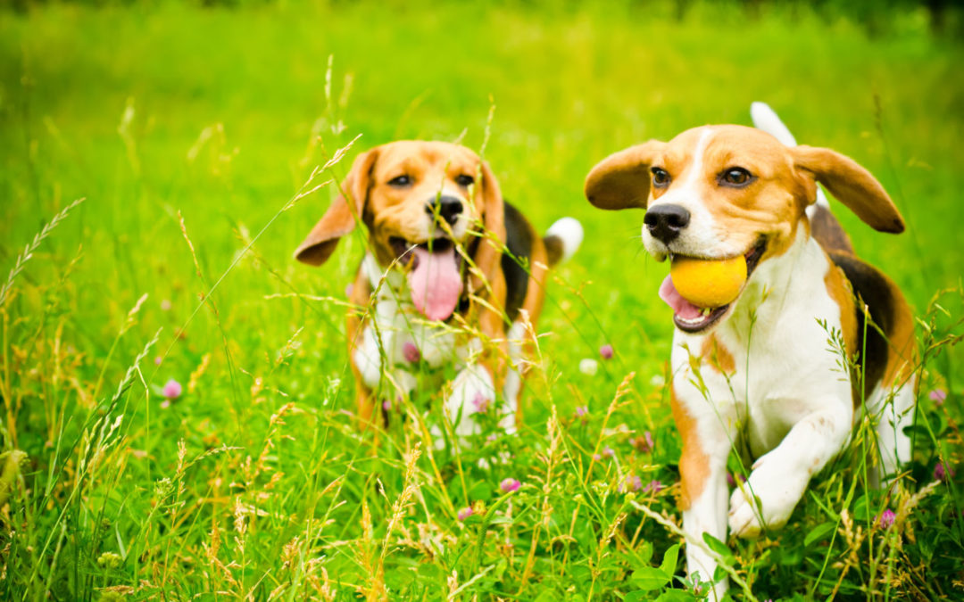 Hidden dangers of summer walkies