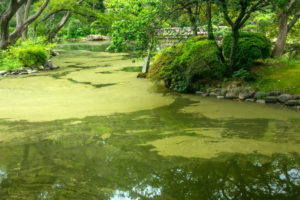 blue-green algae