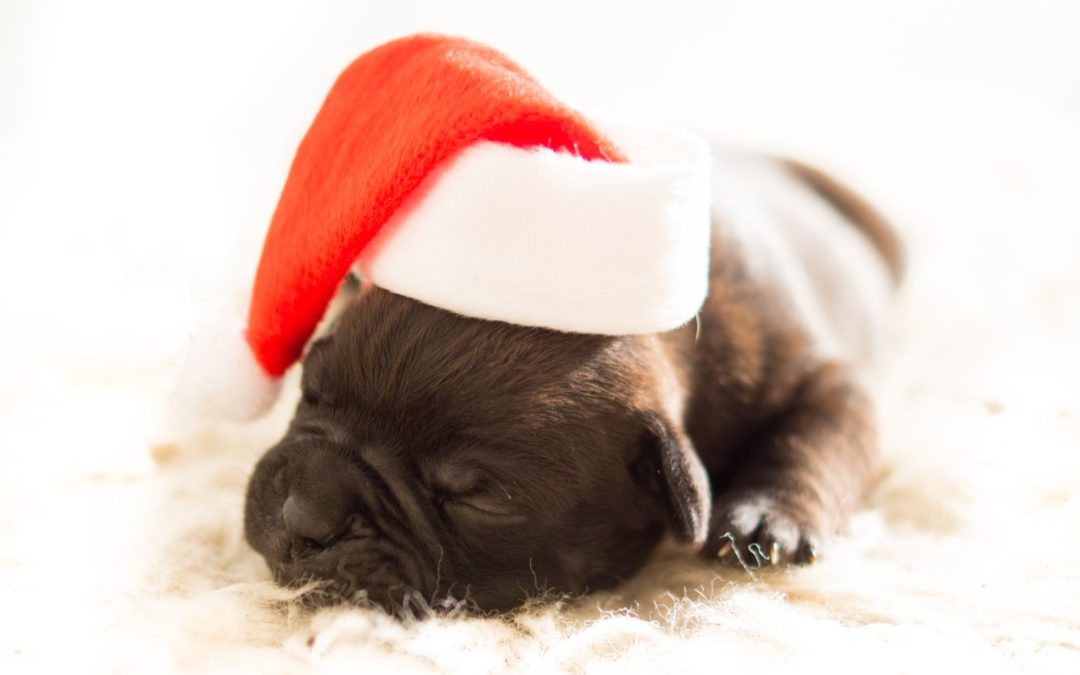 Top 7 Christmas Foods You Should Never Give Your Dog
