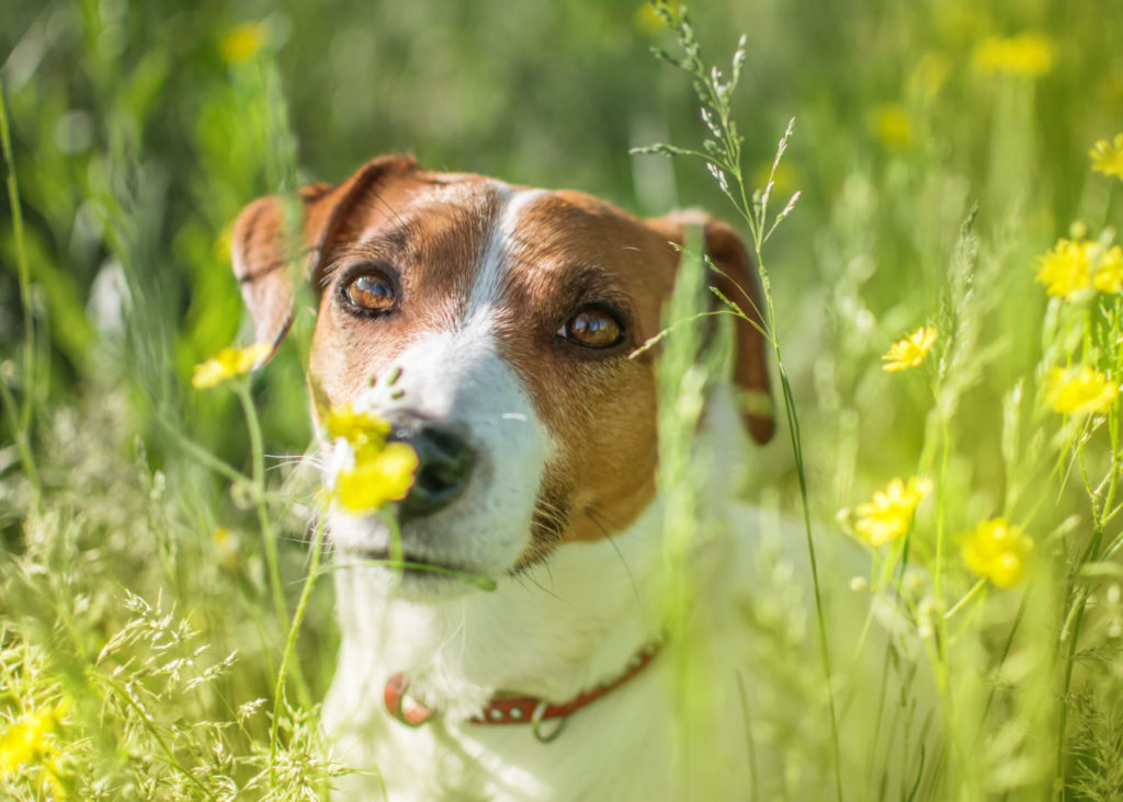 Staying safe from grass seed on summer dog walks