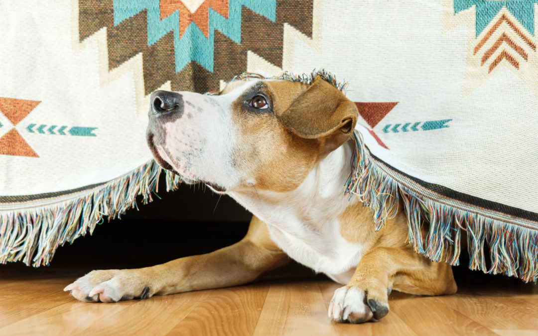 Fireworks – top tips to keep your pet safe and stress free around fireworks