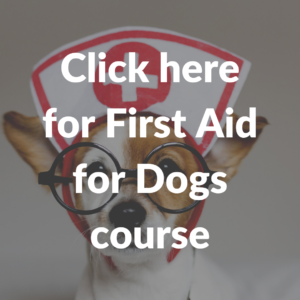 First aid for dogs