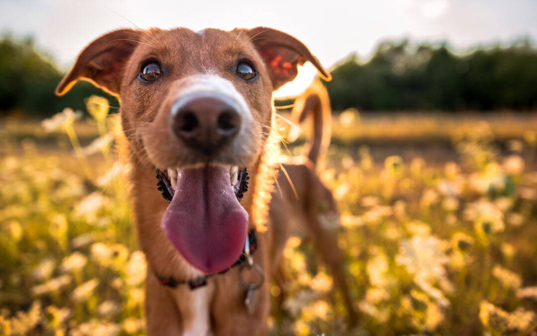 image of dog in sun