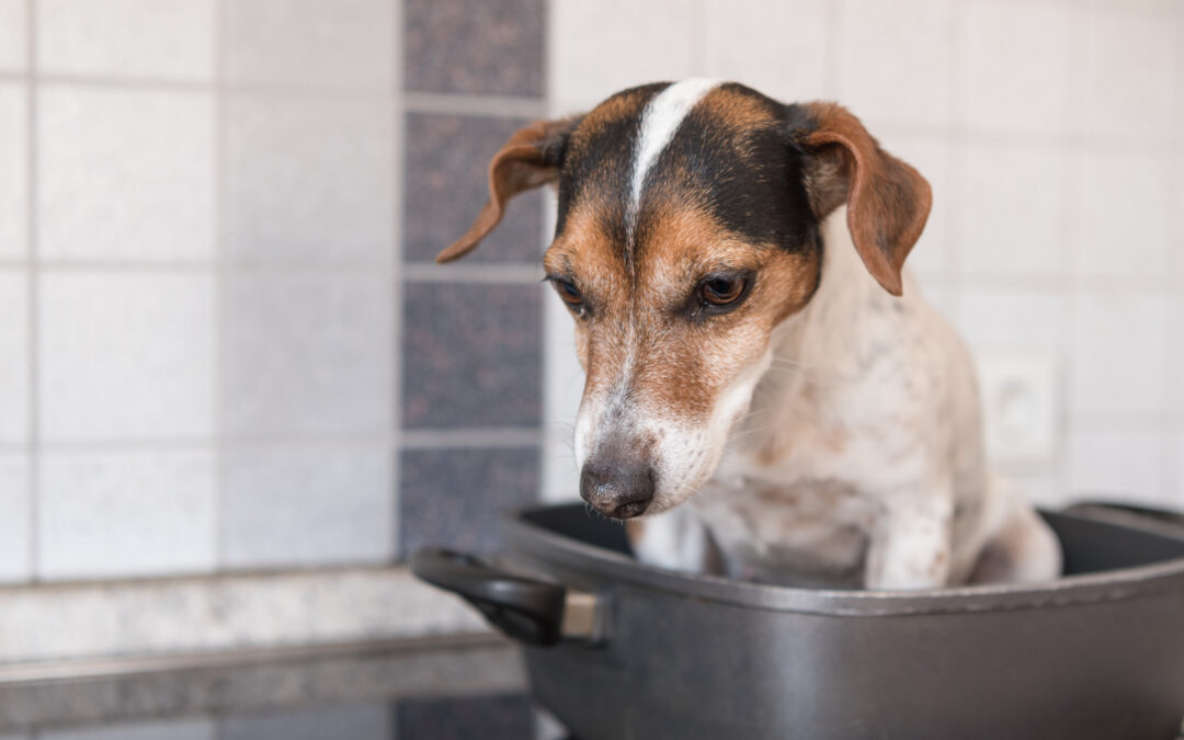 Why Bloat is so dangerous for your dog