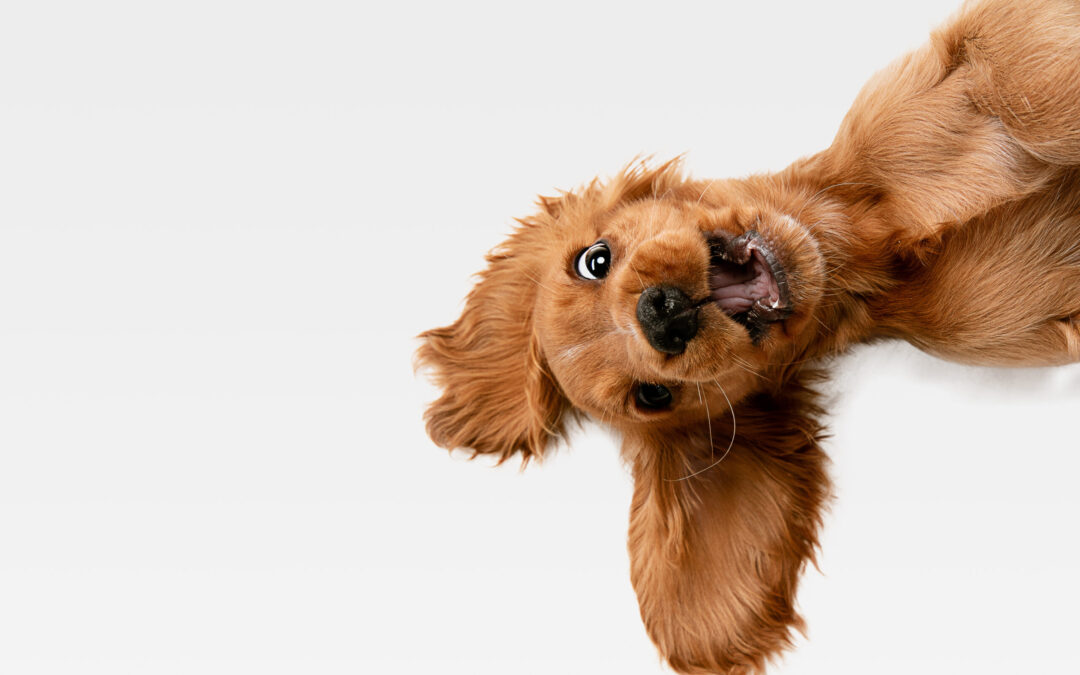 How A Defibrillator Might Save Your Precious  Pet’s Life