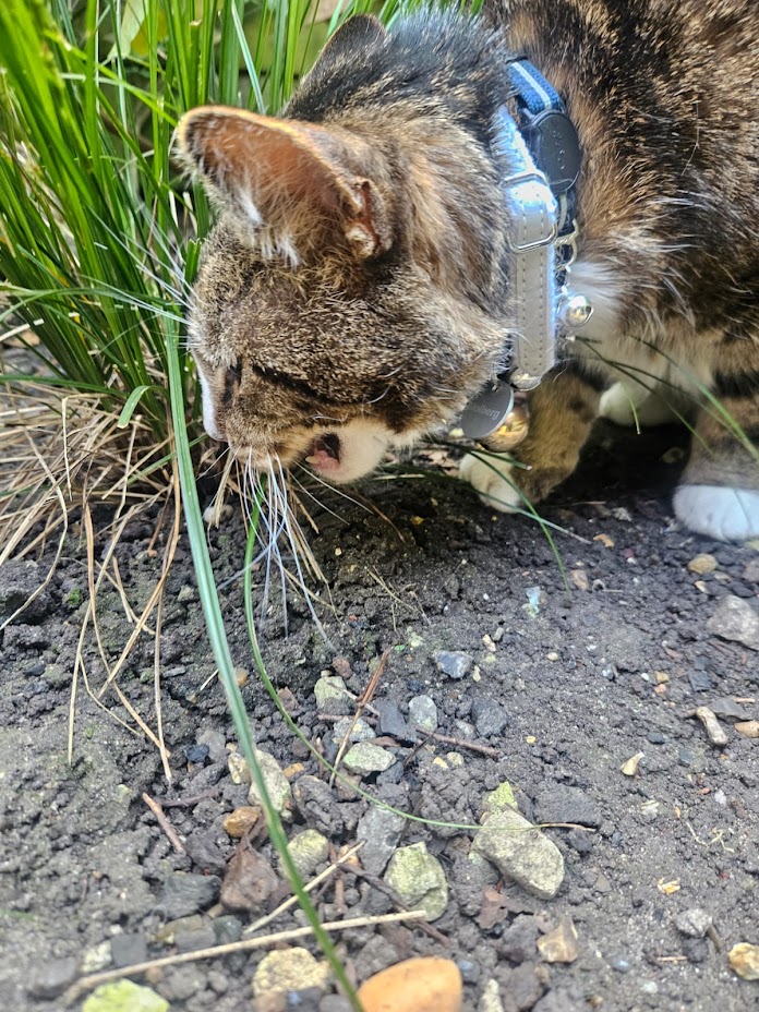 cat Choking