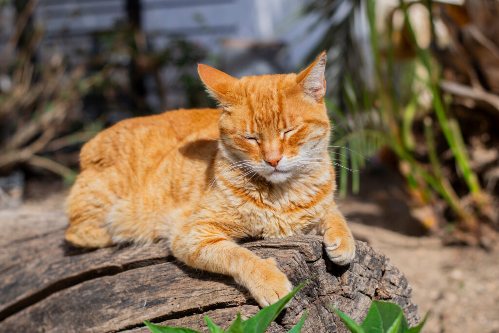 cat in the sun 