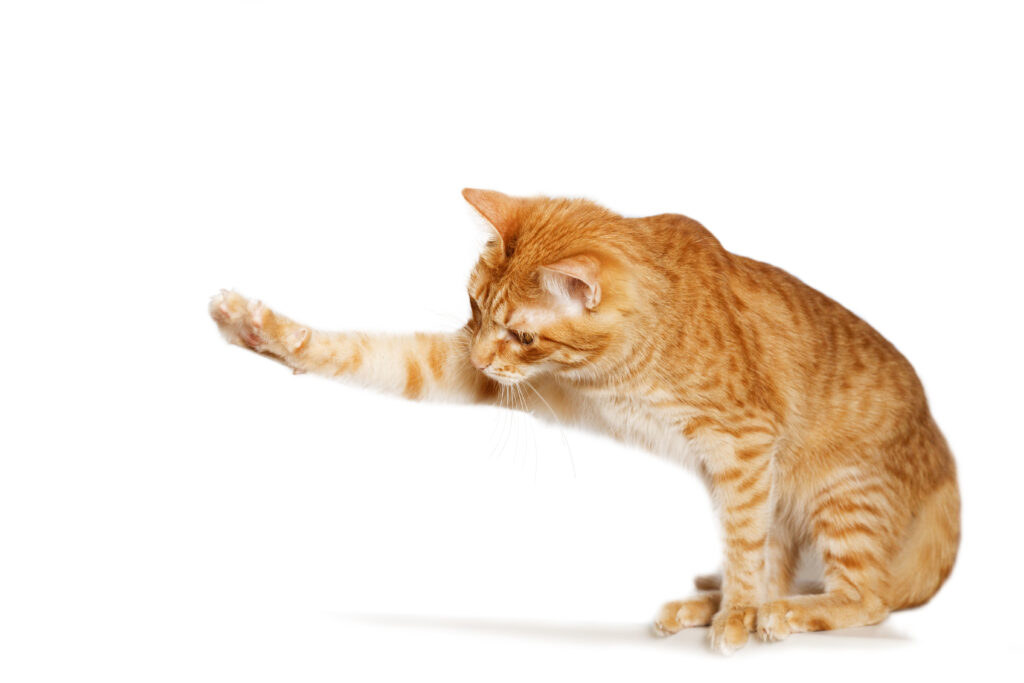 cat waving it's paw
