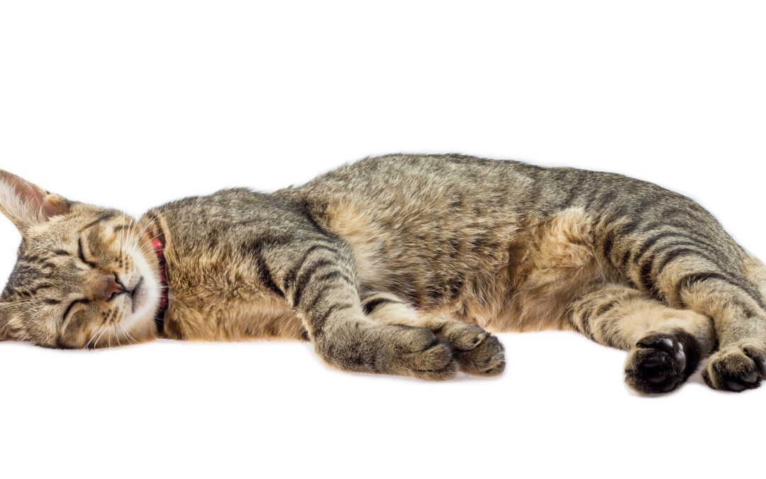 The Primary Survey: Urgent Cat First Aid You Must Know