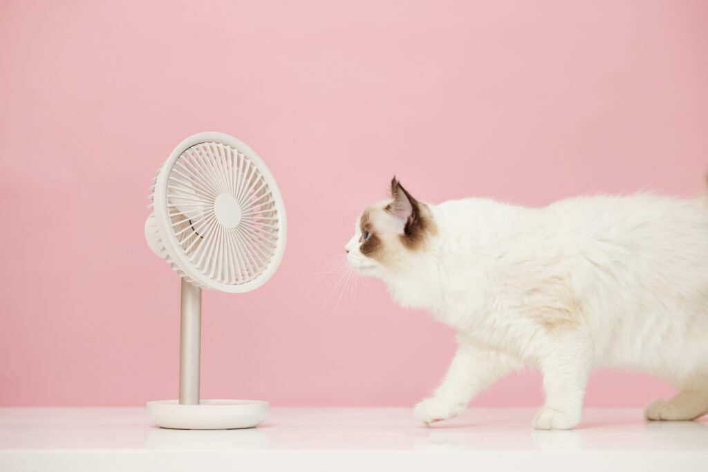 Cat by fan - Heat stroke