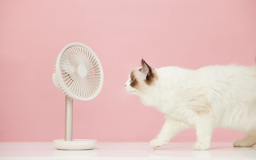 How to Spot Heat Exhaustion or Heat Stroke in Cats