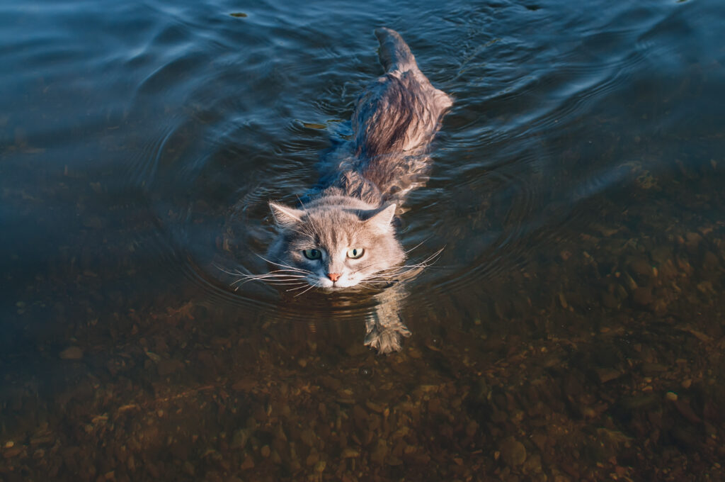 Drowning cat 
