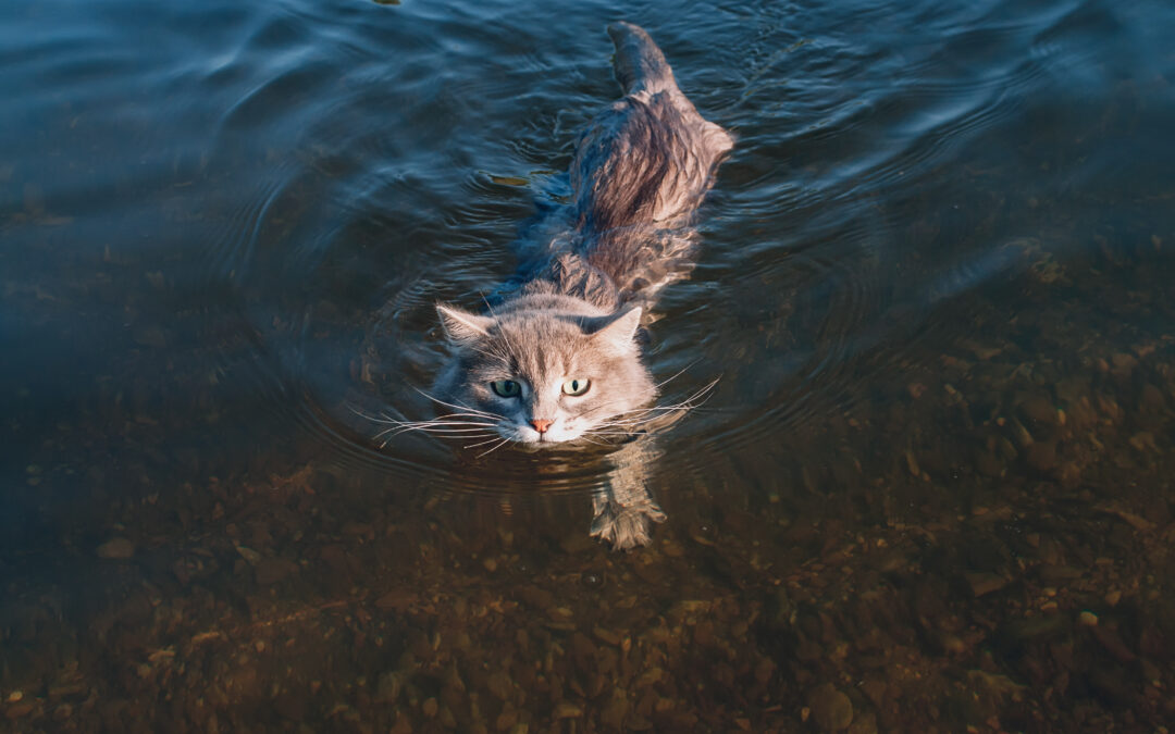 How to save a drowning cat