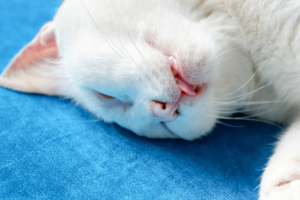 sleeping cat