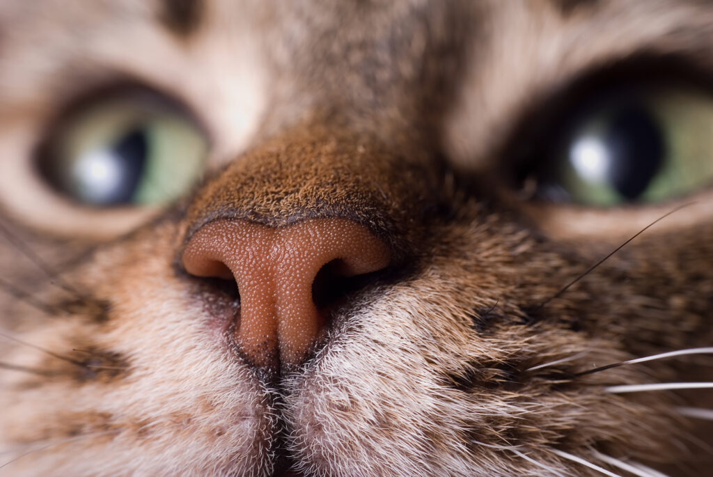 cat about to have a nosebleed
