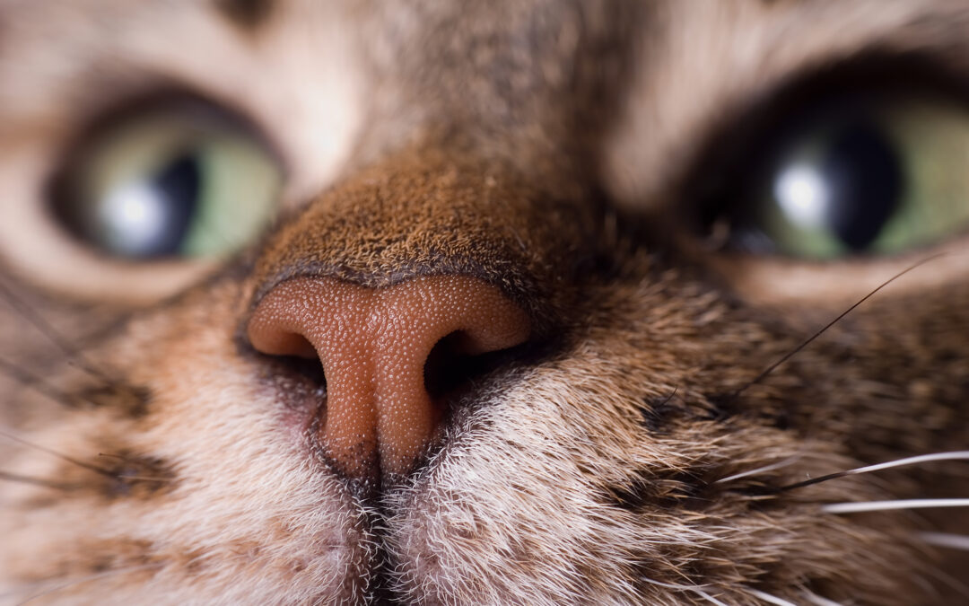How to Treat a Cat’s Nosebleed