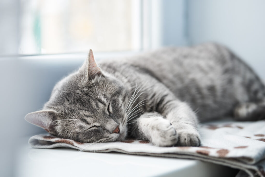 cat in the recovery position