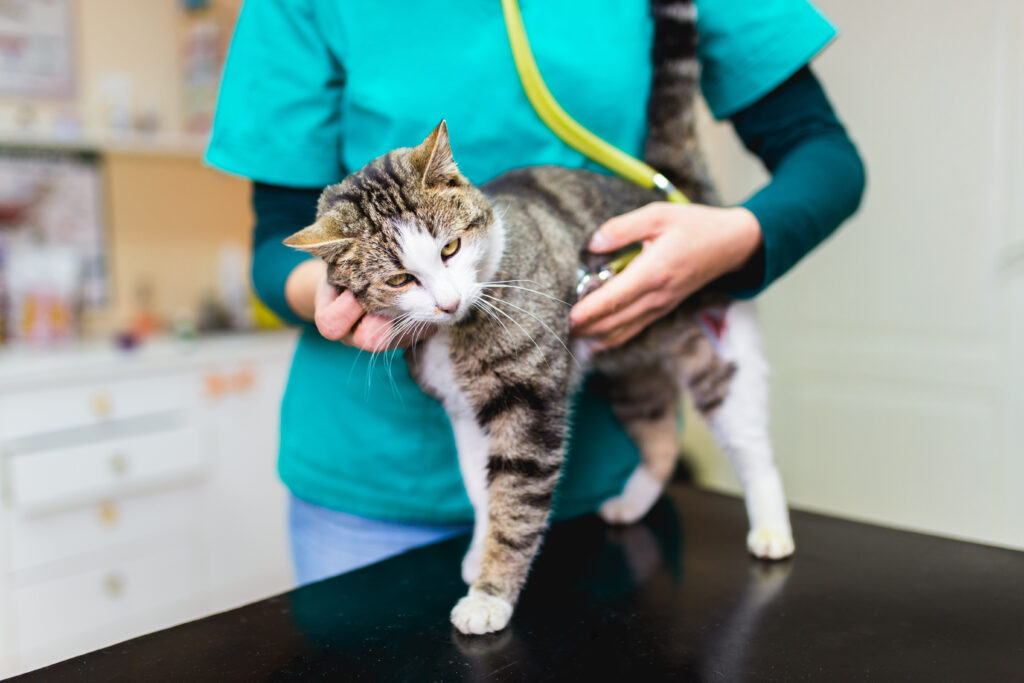 cat with vet
